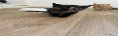 Mixed Breed Kitten 3
