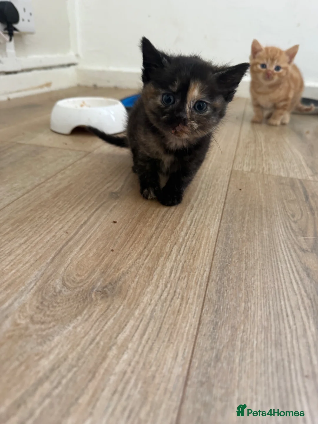 Mixed Breed cats for sale: Kittens  in Mountain Ash - Advert 2