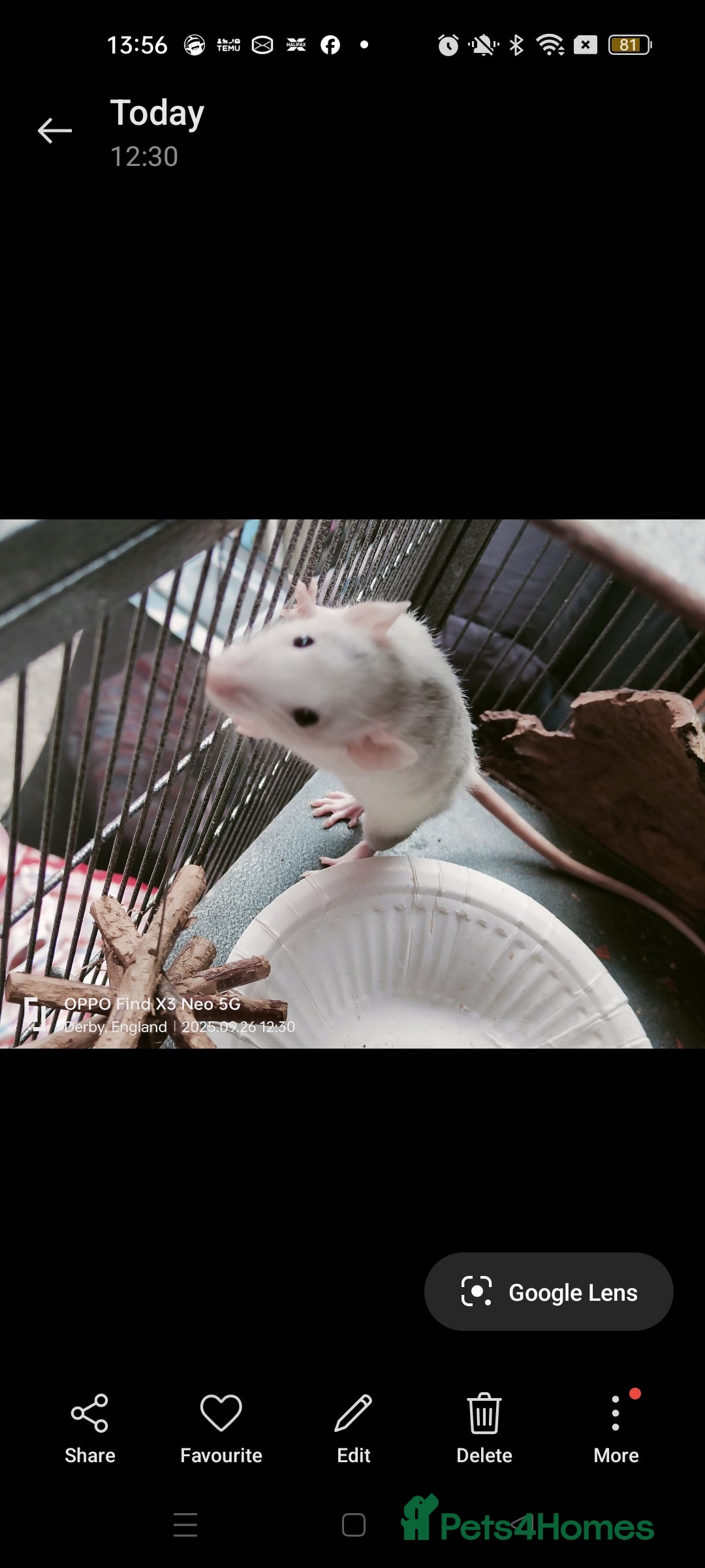 Rat rodents for sale: Dumbo rex Rats - Image 12
