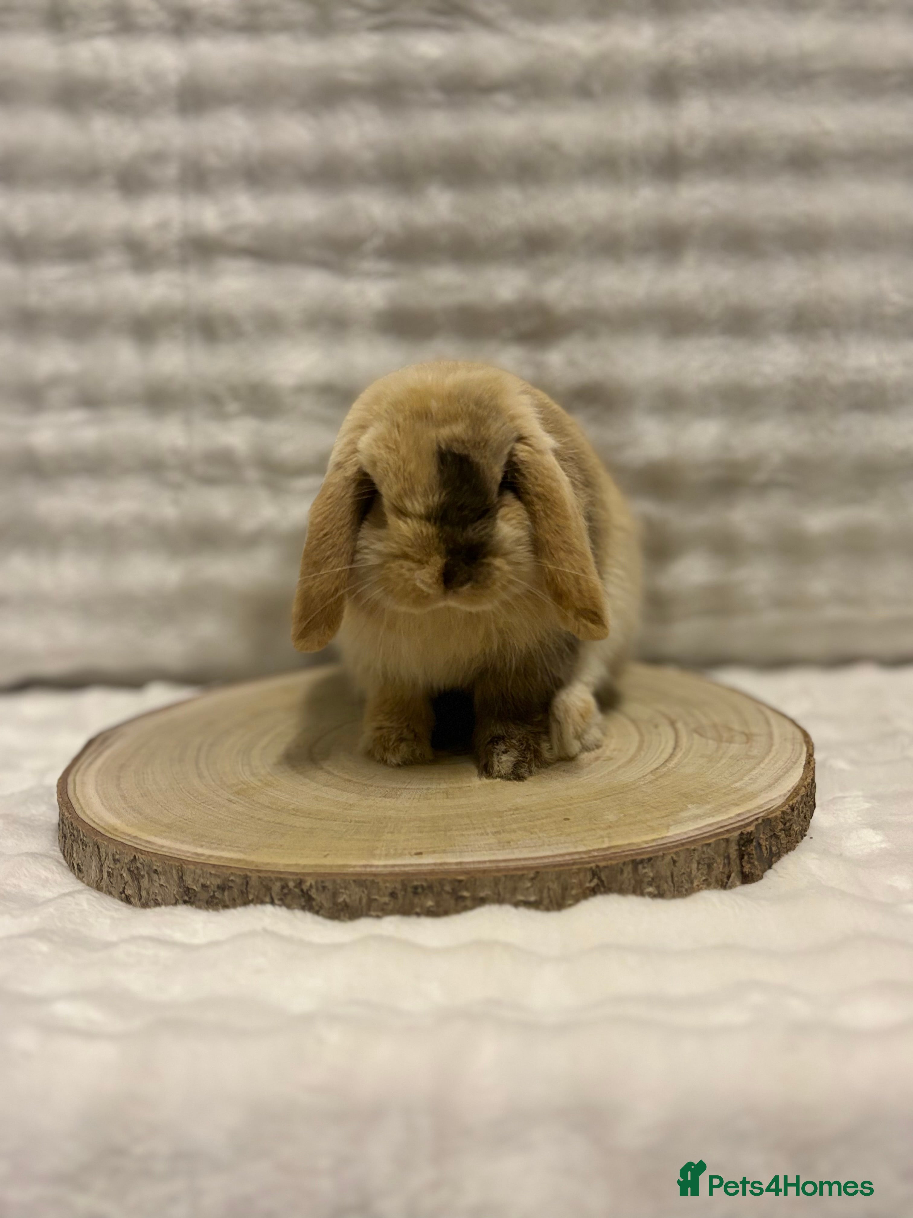 Mini Lop rabbits Mini Lop Boy💙🩵 - Advert 1
