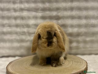 Mini Lop rabbits Mini Lop Boy💙🩵 - Advert 4