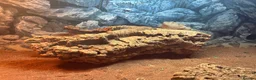 Bearded Dragon reptiles for sale: 3 year old Bearded Dragon with Vivarium included in Derby - Advert 7