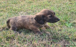Miniature Dachshund dogs for sale: Miniature Longhaired Dachshund Puppies  - Image 2