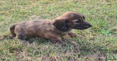 Miniature Dachshund dogs - Advert 6