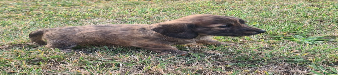 Miniature Dachshund Puppy 3