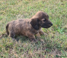 Miniature Dachshund dogs - Advert 1