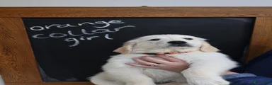 Golden Retriever 6