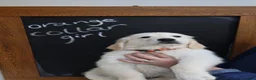 Golden Retriever dogs for sale: Amazing Golden Retriever Puppies - Advert 12