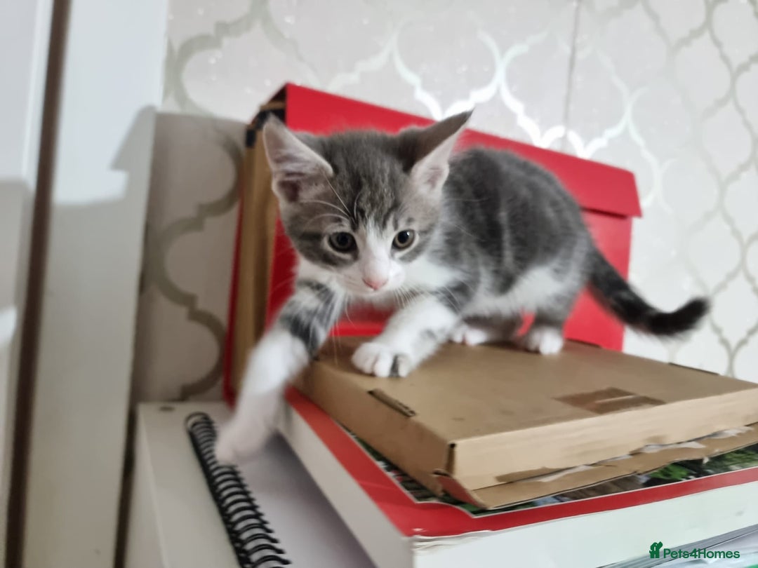 Domestic Shorthair cats for sale: 5 Beautiful Kittens Looking for Forever Homes - Image 19