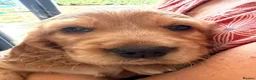 Cocker Spaniel dogs for sale: Show Cocker Spaniels - Golden/Red and Sable - Advert 17