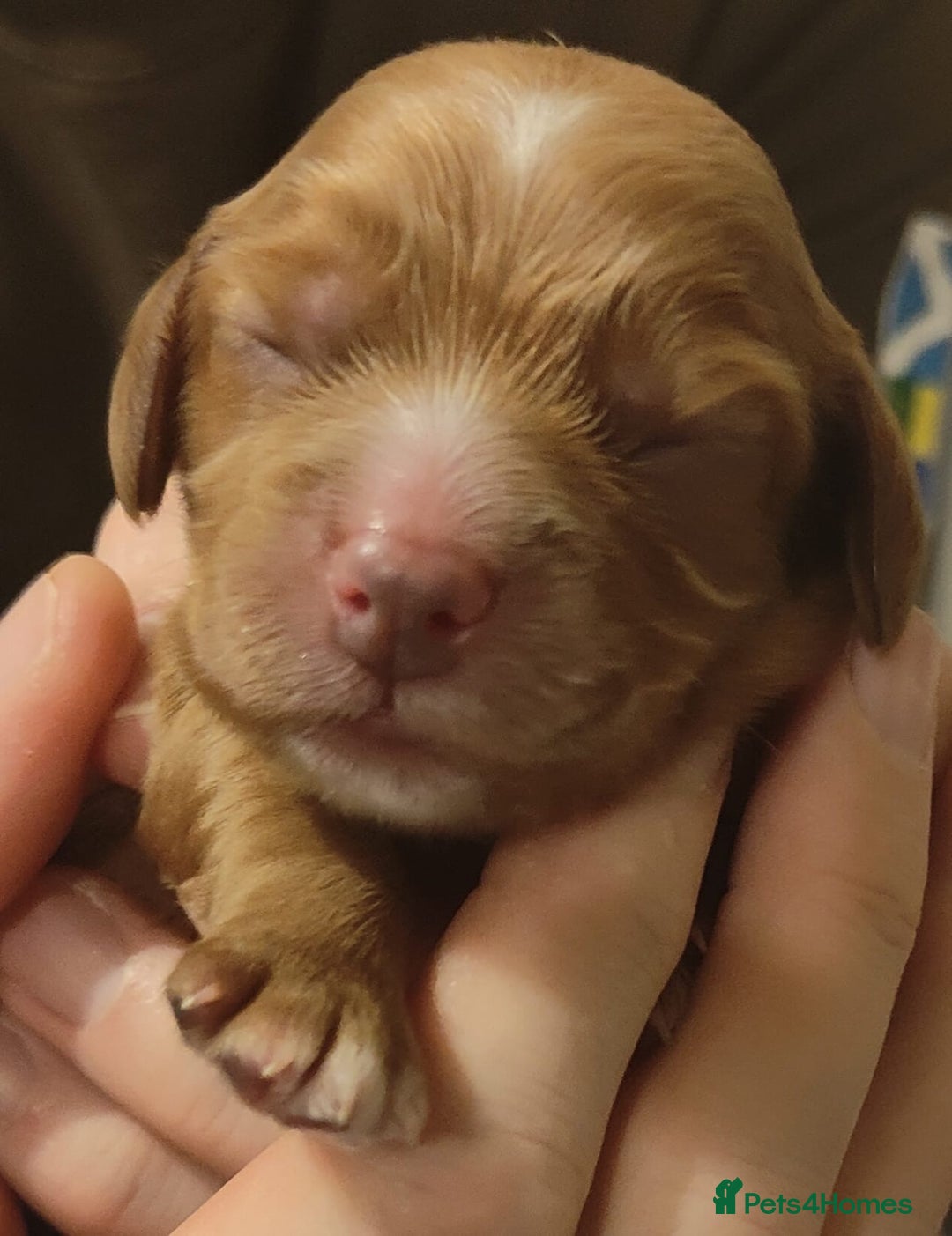 Cocker Spaniel dogs for sale: Cocker spaniel pups 4 days old - Advert 8