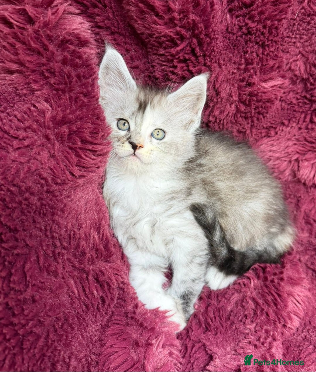Maine Coon cats for sale: Pure Maine Coon kittens available  - Advert 7
