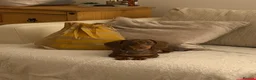 Miniature Dachshund dogs for sale: Beautiful Miniature Dachshund Puppies For sale  in Ormskirk - Advert 2