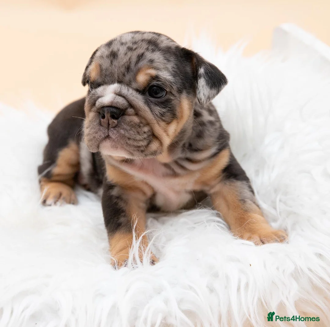 English Bulldog dogs for stud: HEALTH TESTED CLEAR & BOAS GRADED ZERO KC REG in Doncaster - Advert 10