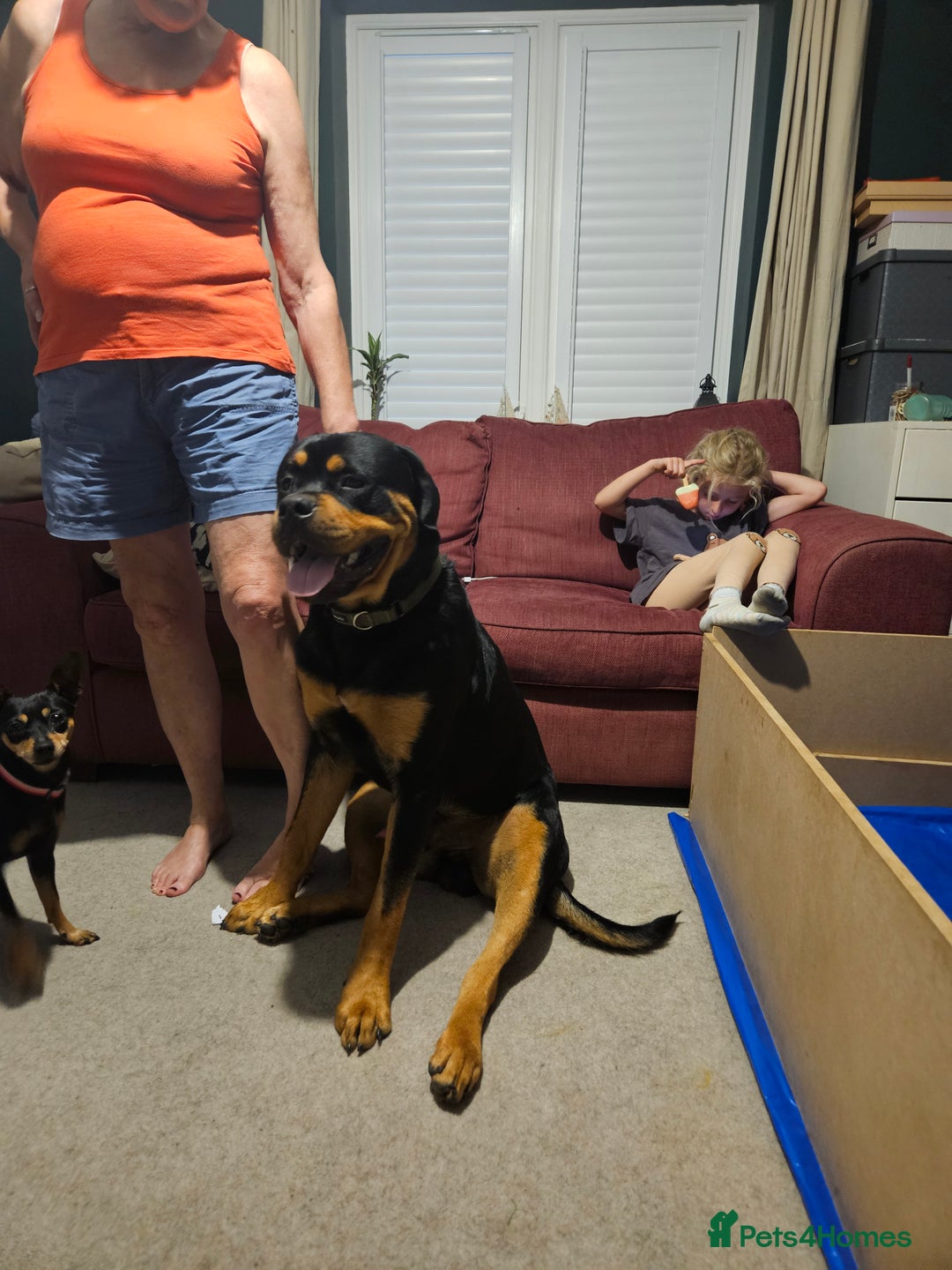 Rottweiler dogs for sale: Rottweiler puppies - Image 12
