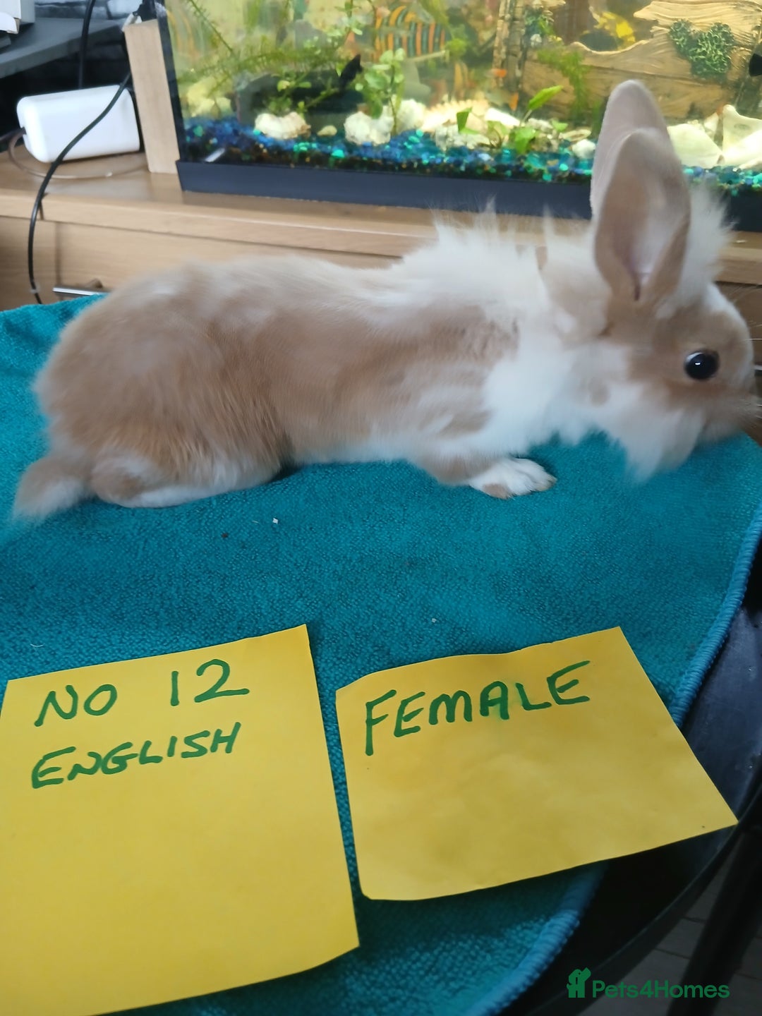 English rabbits for sale: Rabbits for sale , various sexes avaliable  - Image 16