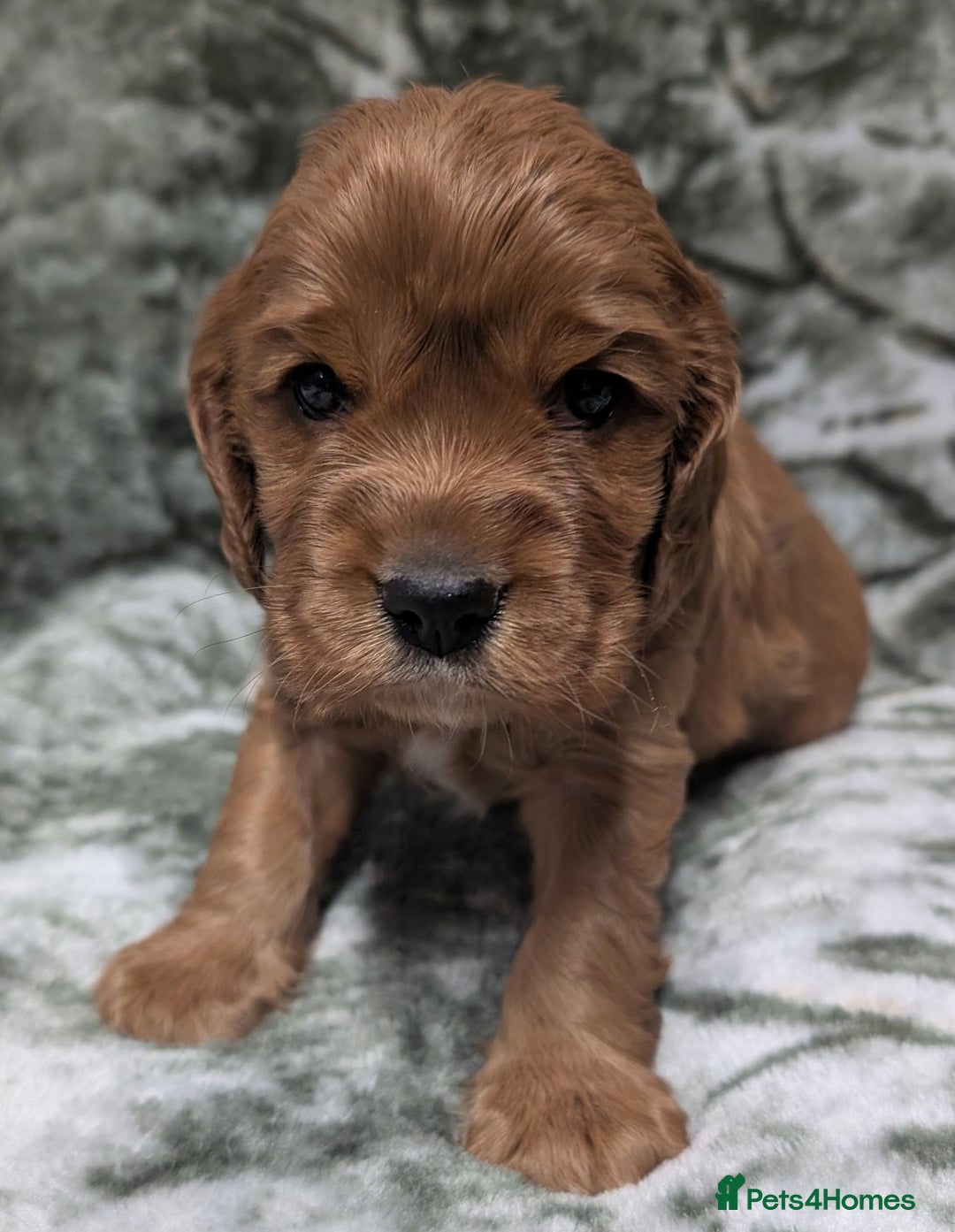 Cockalier dogs for sale: Stunning Health Tested Cockalier Puppies - Image 9