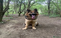 German Shepherd dogs for sale: German Shepherd Looking for Her Forever Home - Image 3