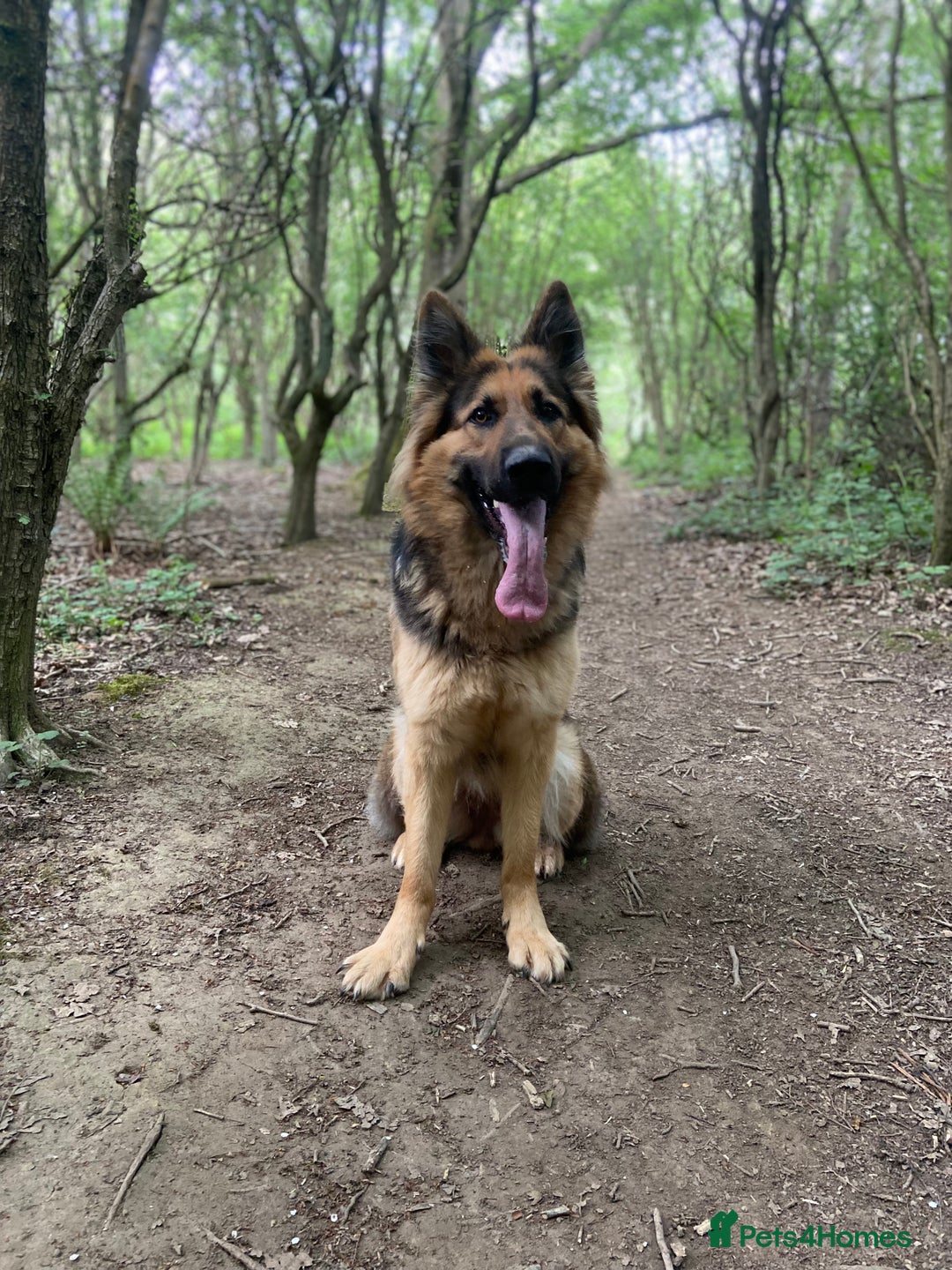 German Shepherd dogs for sale: German Shepherd Looking for Her Forever Home - Image 3