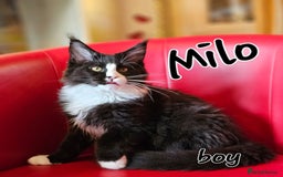 Maine Coon cats for sale: Pure breed Maine Coons Kittens  - Image 1