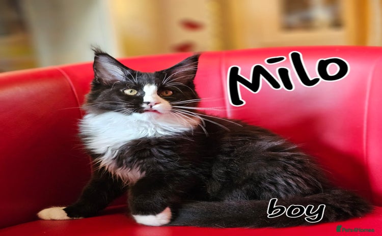 Maine Coon cats - Advert 1