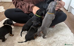 Miniature Dachshund dogs for sale: Miniature dachshund  - Image 7