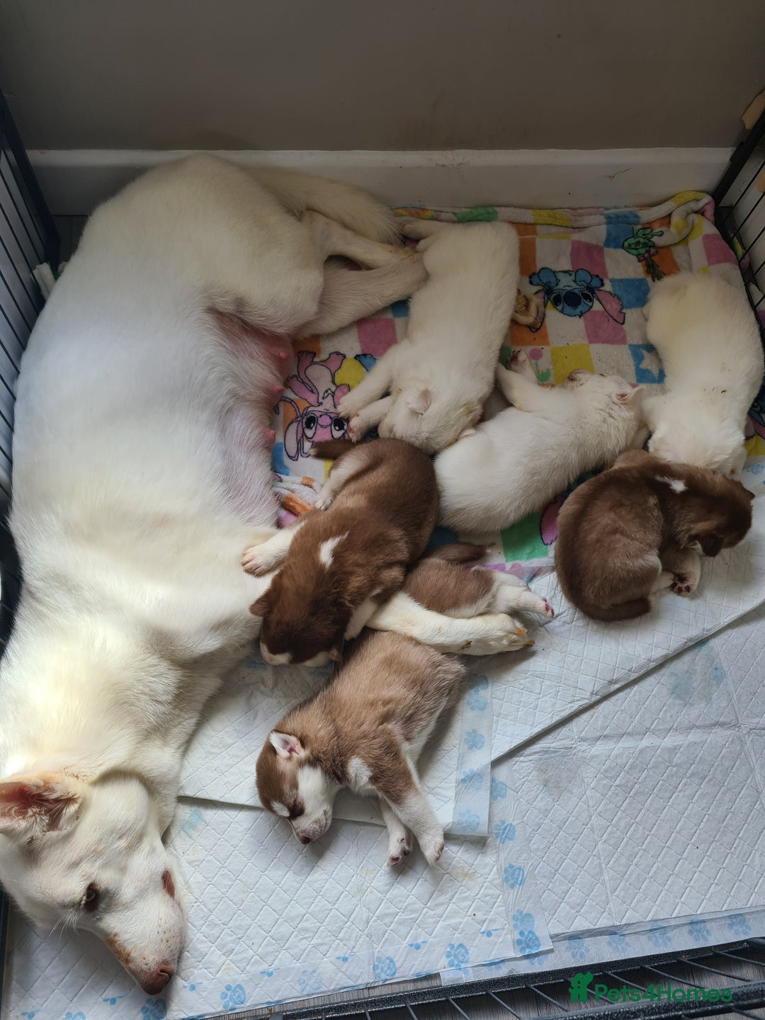Siberian Husky dogs for sale: Husky puppies - Image 1