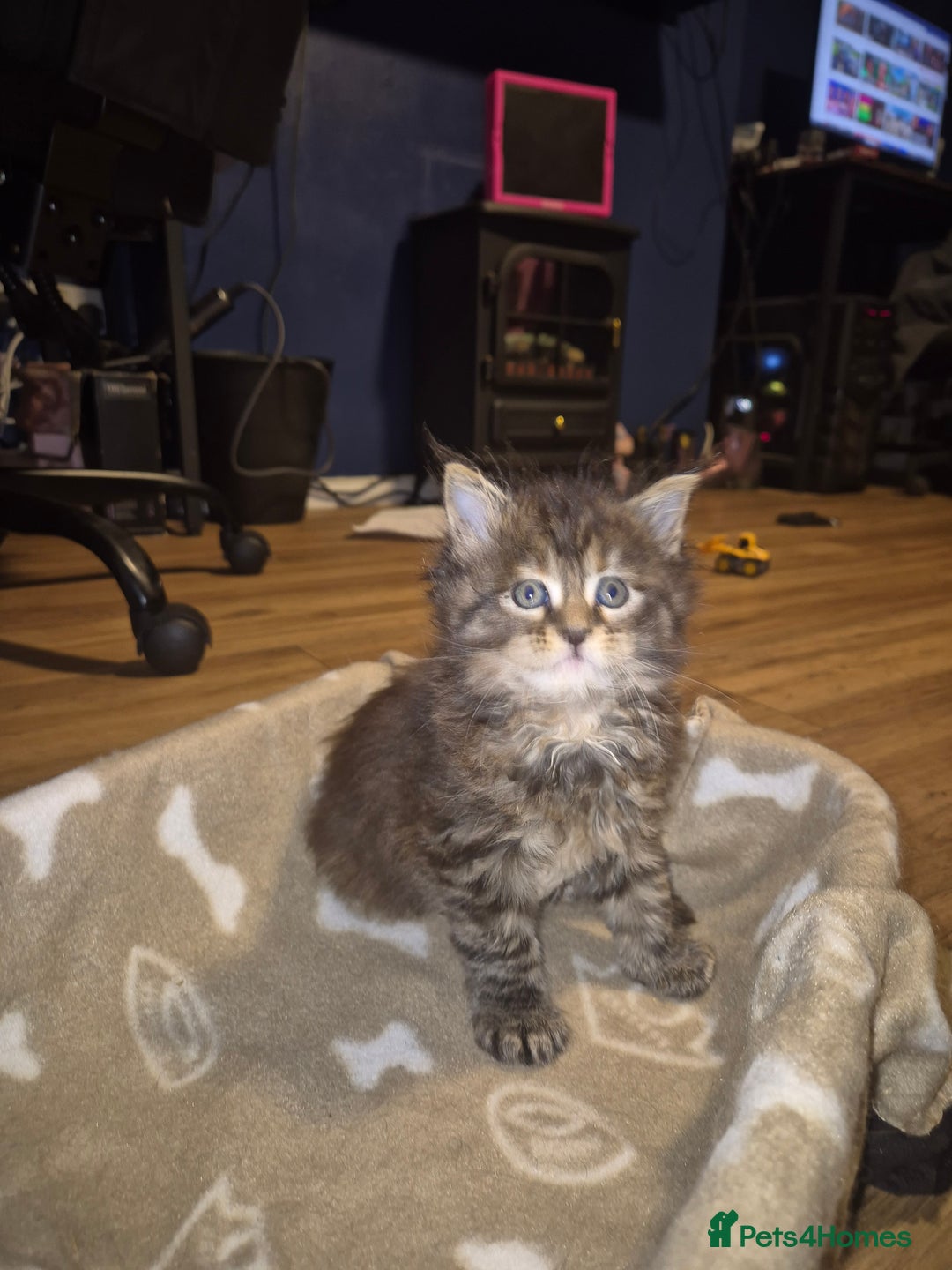 Maine Coon cats for sale: Russian /xxl maine coon - Advert 24