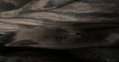 British Shorthair cats - Advert 8