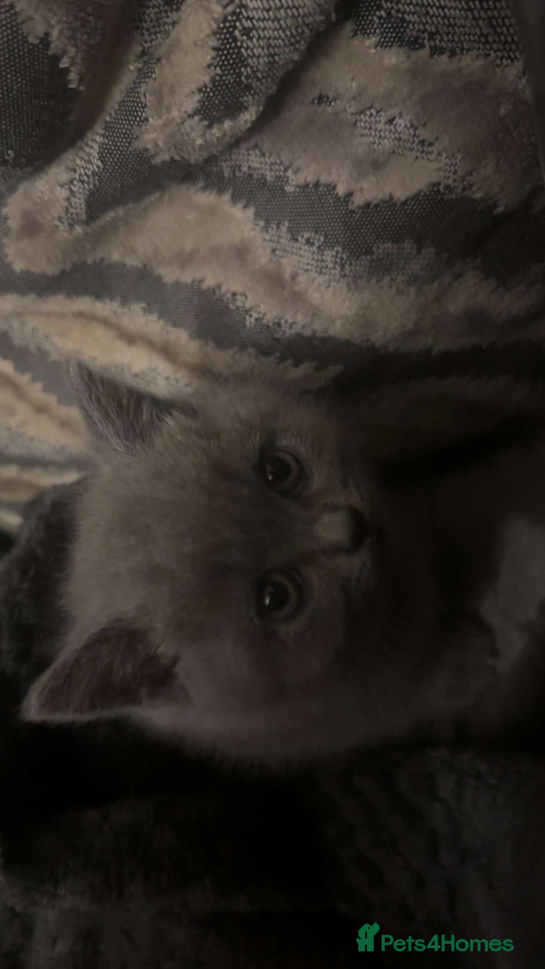 British Shorthair cats for sale: British short hair  - Image 2