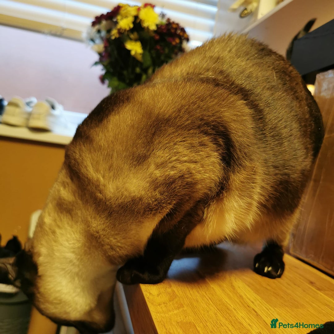 Siamese cats for sale: ❤️LOVING HOME WANTED FOR SIAMESE RUBY❤️ - Advert 7