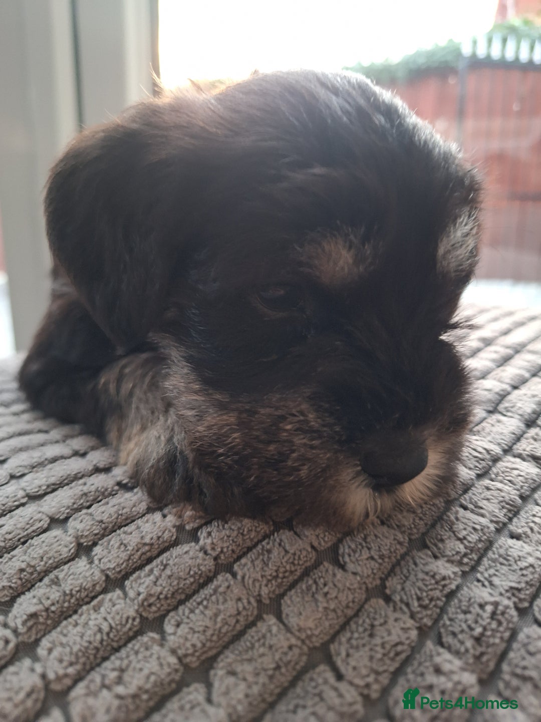Miniature Schnauzer dogs for sale: 3 adorable miniature schnauzer puppies  - Image 20