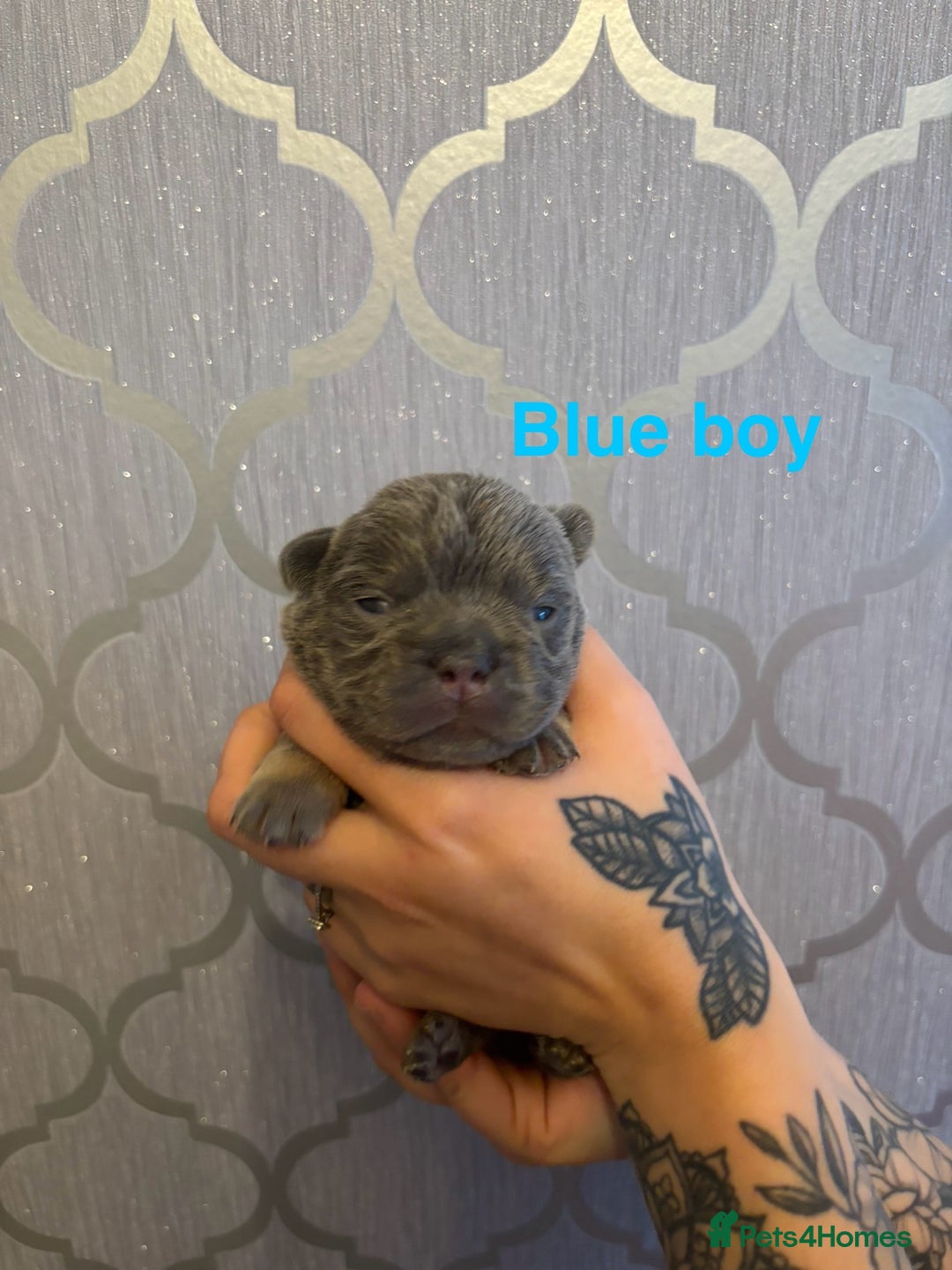 French Bulldog dogs for sale: 3 Female French bulldog puppies  - Image 6