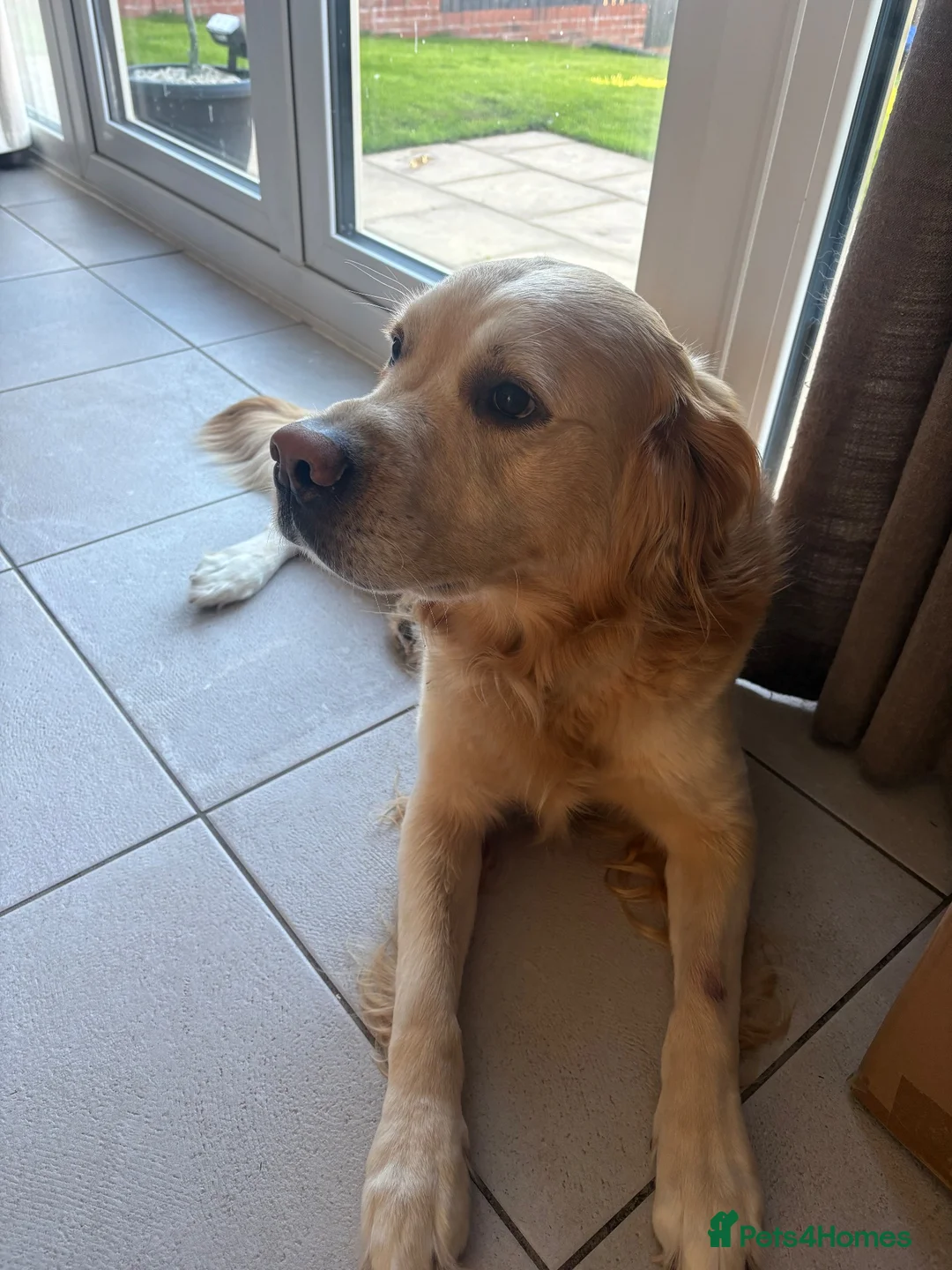 Labrador Retriever dogs for stud: Stud ready absolutely amazing dog in Burton-on-Trent - Advert 5