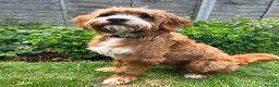 Labradoodle dogs for stud: *Health Checked* Stunning Fox Red Labradoodle Stud - Advert 5