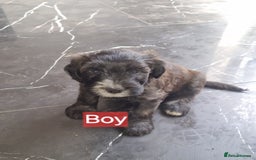 Mixed Breed dogs for sale: Mixer breed puppys  - Image 2