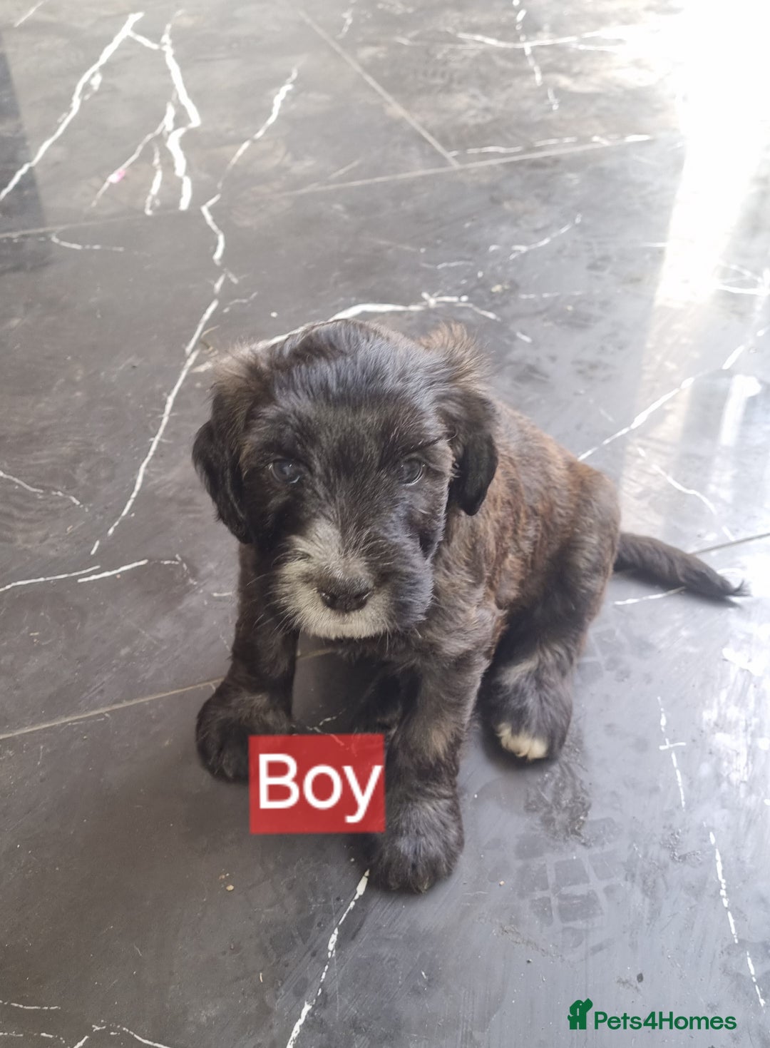 Mixed Breed dogs for sale: Mixer breed puppys  - Image 2