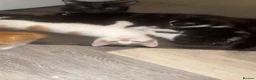 Mixed Breed cats for sale: Beautiful Kittens  - Advert 5