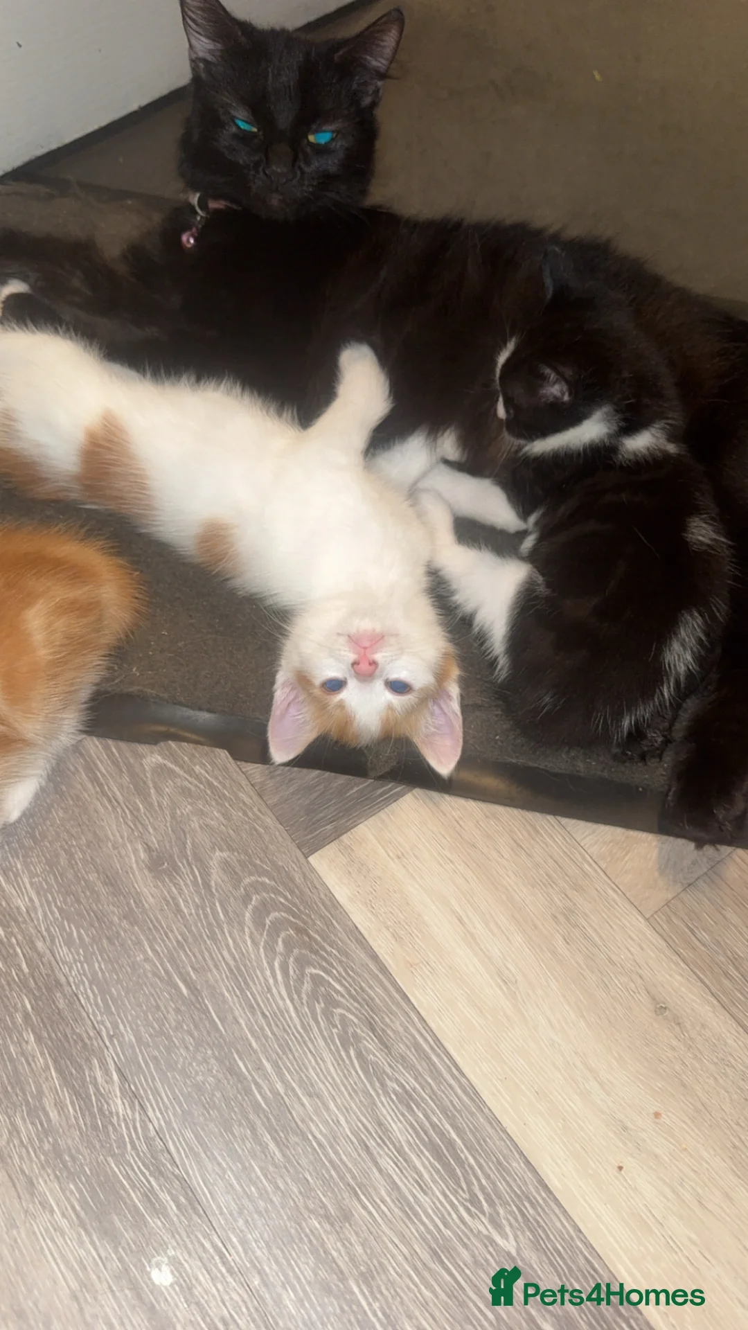 Mixed Breed cats for sale: Beautiful Kittens  - Advert 5
