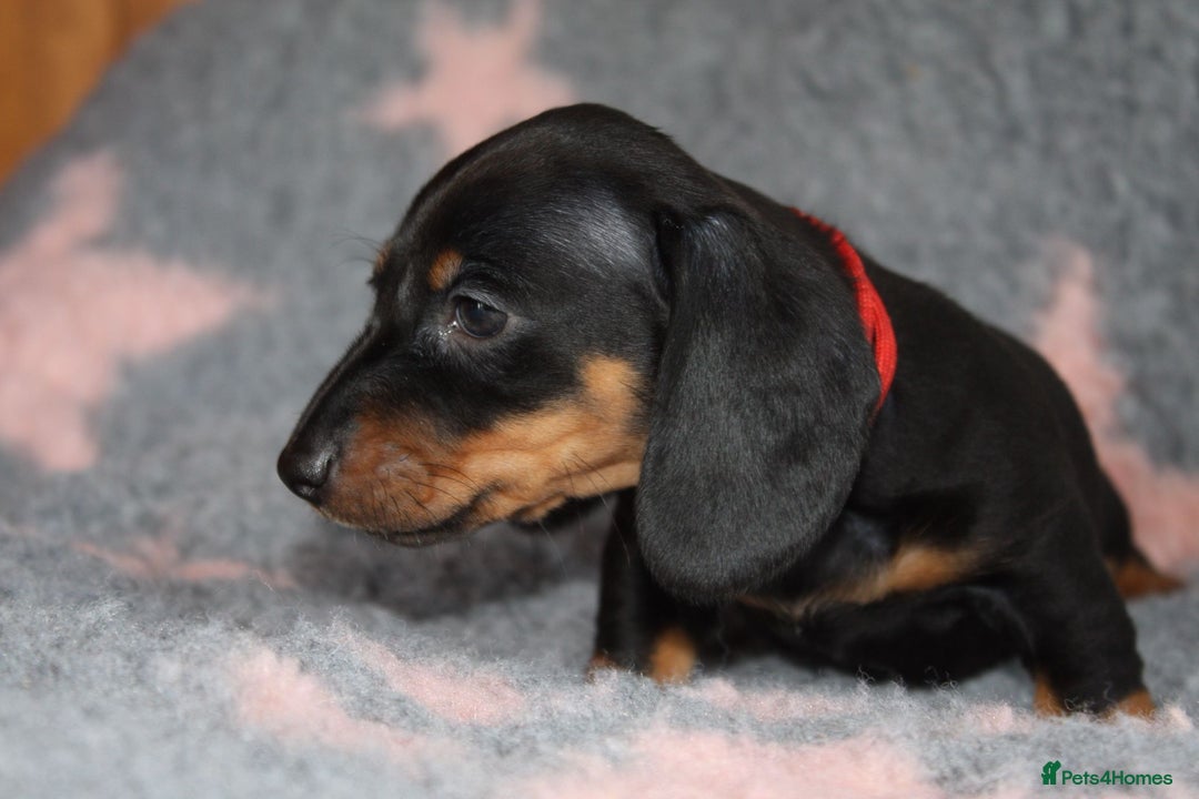 Dachshund dogs for sale: Dachshunds  - Image 7