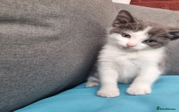 Mixed Breed cats for sale: Kitten for sale - Image 1
