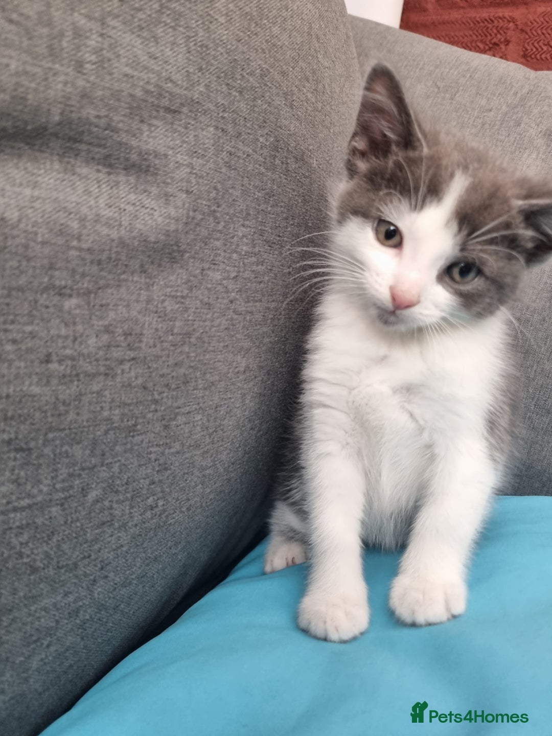 Mixed Breed cats for sale: Kitten for sale - Image 1