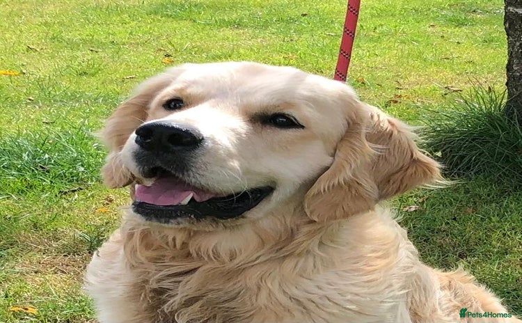 Golden Retriever dogs - Advert 5