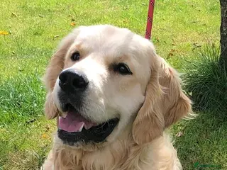 Golden Retriever dogs Exceptional Proven Stud - Advert 1