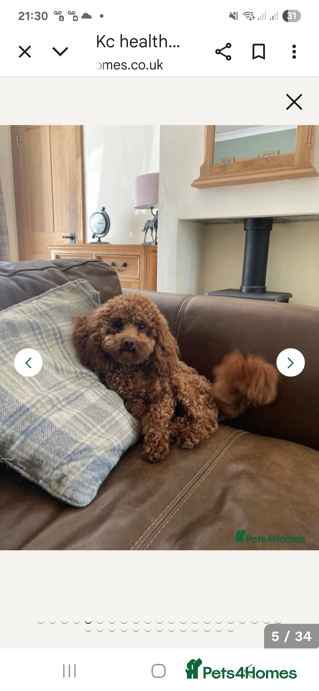 Cavapoo dogs for sale: TINY TOY CAVAPOO HEALTH TESTED  - Advert 10