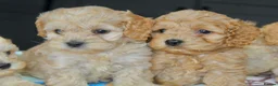 Cockapoo dogs for sale: ✨💥 Absolutly stunning Cockerpoo pups ready soon✨ - Advert 12