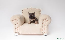 French Bulldog dogs for sale: French Bulldogs  - Image 6