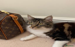 Mixed Breed cats for sale:  Beautiful Mixed-Breed Kittens🐾 - Image 12
