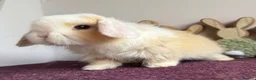 Mini Lop rabbits for sale: Mini lop boys and girls  - Advert 4