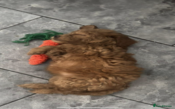 Mixed Breed dogs for sale: final reduction to find forever home  - Image 21